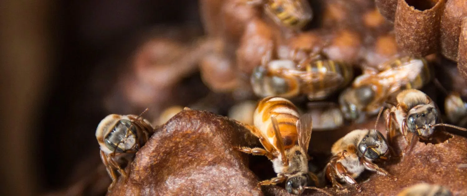 FundacionMeliponaMaya1600px_3