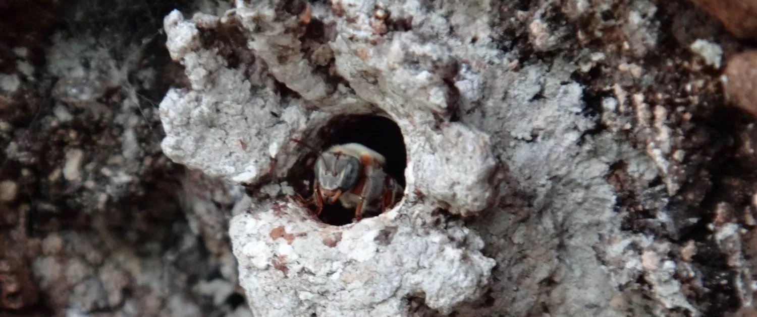 Fundacion Melipona Maya del Yucatan (8)